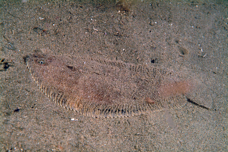 Buglossidium luteum (Risso, 1810)